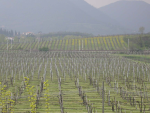 thumbnail of Ragazzi_Dalla Rosa-Dal suolo al vino, la zonazione geopedologica dei Colli Euganei